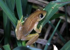 Afrixalus fornasini