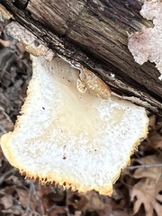 Neofavolus americanus