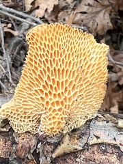 Neofavolus americanus