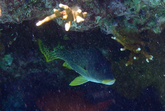 Plectorhinchus gaterinus