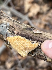 Neofavolus americanus