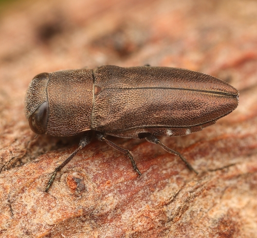 Anthaxia lukesi · iNaturalist