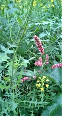 Sisymbrium loeselii