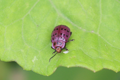 Alagoasa vigintiseptemmaculata