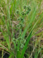 Fuirena umbellata