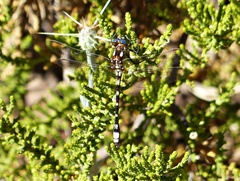 Gomphomacromia paradoxa