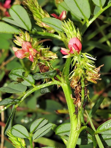 Indigofera spicata var. spicata image