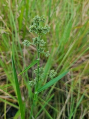 Fuirena umbellata