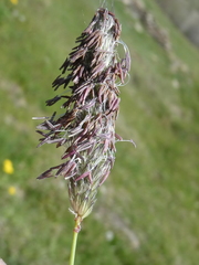 Alopecurus pratensis