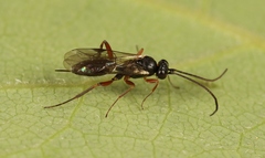 Hemiteles similis