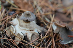 Geastrum striatum