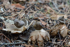 Geastrum striatum