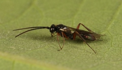 Hemiteles similis