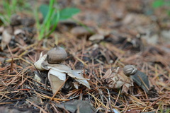 Geastrum striatum