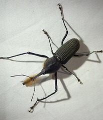 Rhinostomus barbirostris image