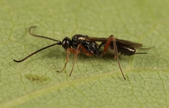 Hemiteles similis