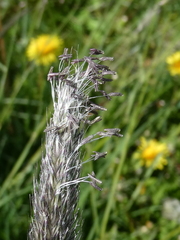 Alopecurus pratensis