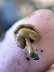 Helvellaceae
