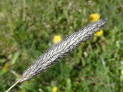 Alopecurus pratensis