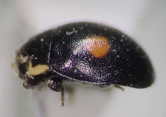Hyperaspis signata-binotata agg