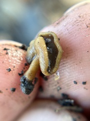 Helvellaceae