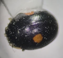 Hyperaspis signata-binotata agg