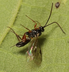Hemiteles similis