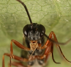 Hemiteles similis