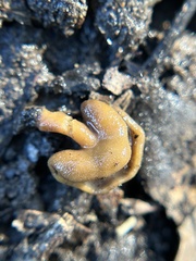 Helvellaceae
