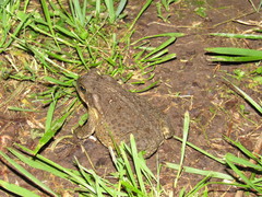 Rhinella arenarum