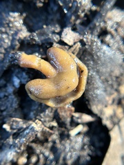 Helvellaceae