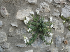 Antirrhinum molle