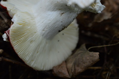 Russula lepida