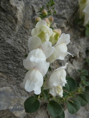 Antirrhinum molle