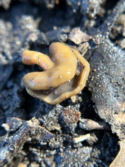 Helvellaceae