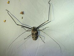 Acrocinus longimanus