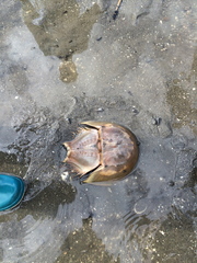 Tachypleus tridentatus