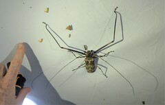 Acrocinus longimanus