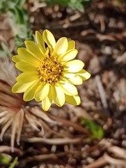 Noticastrum acuminatum
