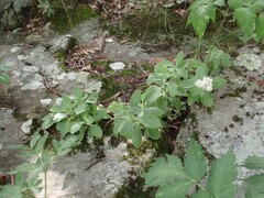 Hylotelephium telephioides