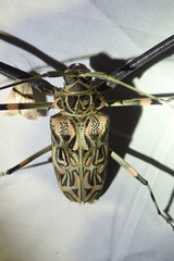 Acrocinus longimanus