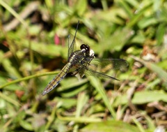 Erythrodiplax connata