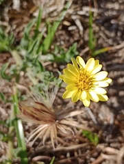 Noticastrum acuminatum
