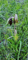 Fritillaria biflora