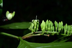 Chiococca nitida