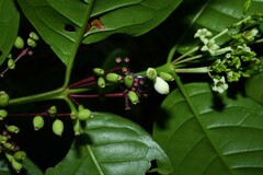 Chiococca nitida