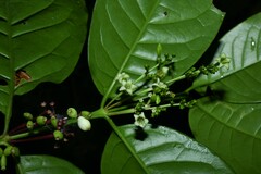 Chiococca nitida