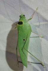 Phylloptera