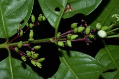 Chiococca nitida