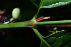 Chiococca nitida